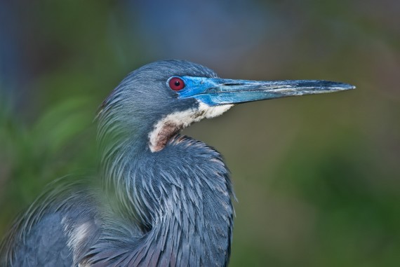 Gatorland – A Great Place for Bird Photography!