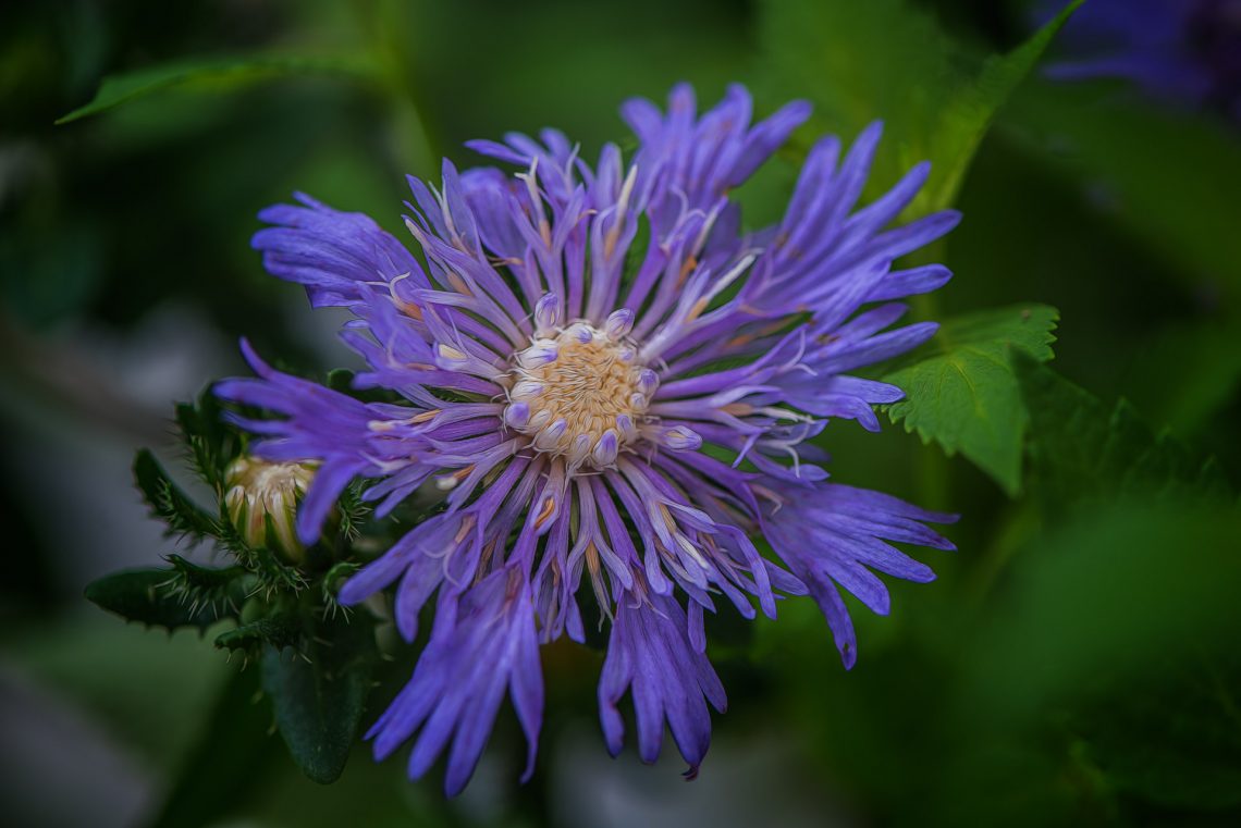 USF Botanical Gardens Tampa, Florida The Illuminating Lens