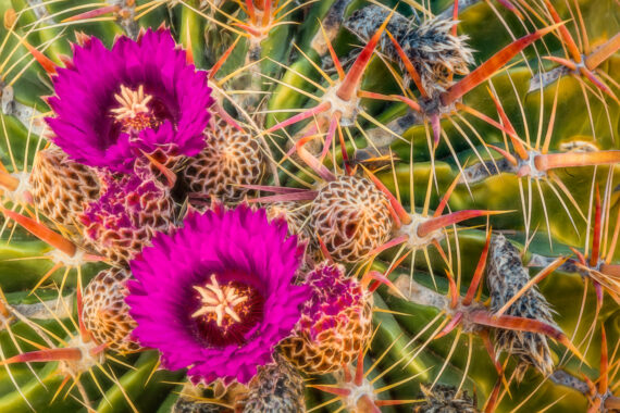 Tucson Botanical Gardens – Tucson, AZ – Part 3 -2020